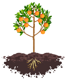 Orange Tree
